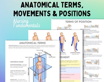 Anatomical terms, movements and positions | 3 page pdf