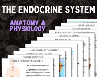 The Endocrine System | A&P | 12 page digital download