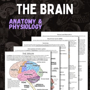 The Brain anatomy and physiology nursing notes | 5 page pdf download
