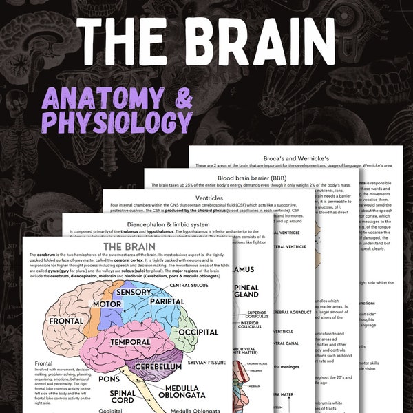 De verpleegkundige aantekeningen over de anatomie en fysiologie van de hersenen | 5 pagina pdf-download