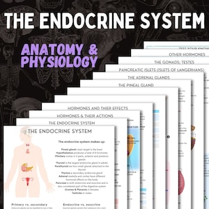 May include: A colorful infographic illustrating the anatomy and physiology of the endocrine system. The infographic includes diagrams of the major glands, including the pineal gland, hypothalamus, pituitary gland, thyroid gland, parathyroid gland, thymus gland, adrenal glands, pancreas, ovaries, and testes. The infographic also includes text describing the functions of each gland and the hormones they produce.