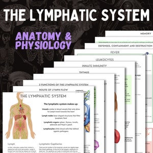 The Lymphatic System | A&P | 13 page digital download