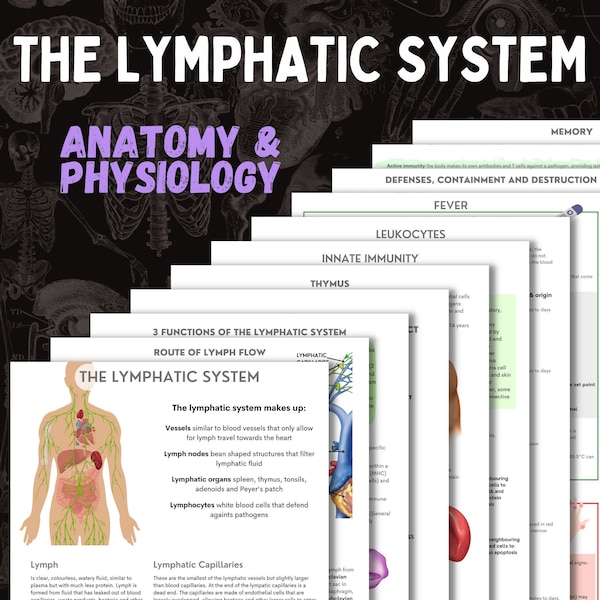 The Lymphatic System | A&P | 13 page digital download