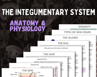 The Integumentary System | A&P | 10 page digital download