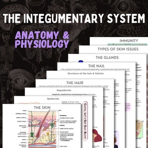 Das Integumentöse System | A&P | 10 seitiges digitales Download