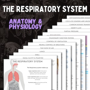 Puede incluir: Una infografía colorida que ilustra la anatomie y la fisiología del sistema respiratorio humano. La infografía incluye diagramas de los pulmones, la tráquea, los bronquios y los alvéolos, así como texto que explica las funciones de cada parte del sistema.