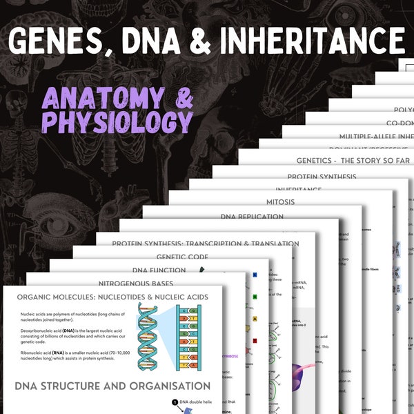 DNA, Genes and Inheritance | A&P | 19 page digital download