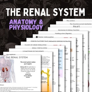 The Renal System | A&P | 12 page digital download