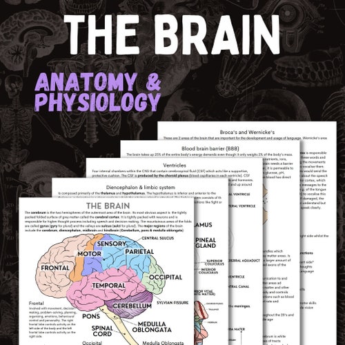 The Brain Anatomy and Physiology Nursing Notes 5 Page Pdf - Etsy