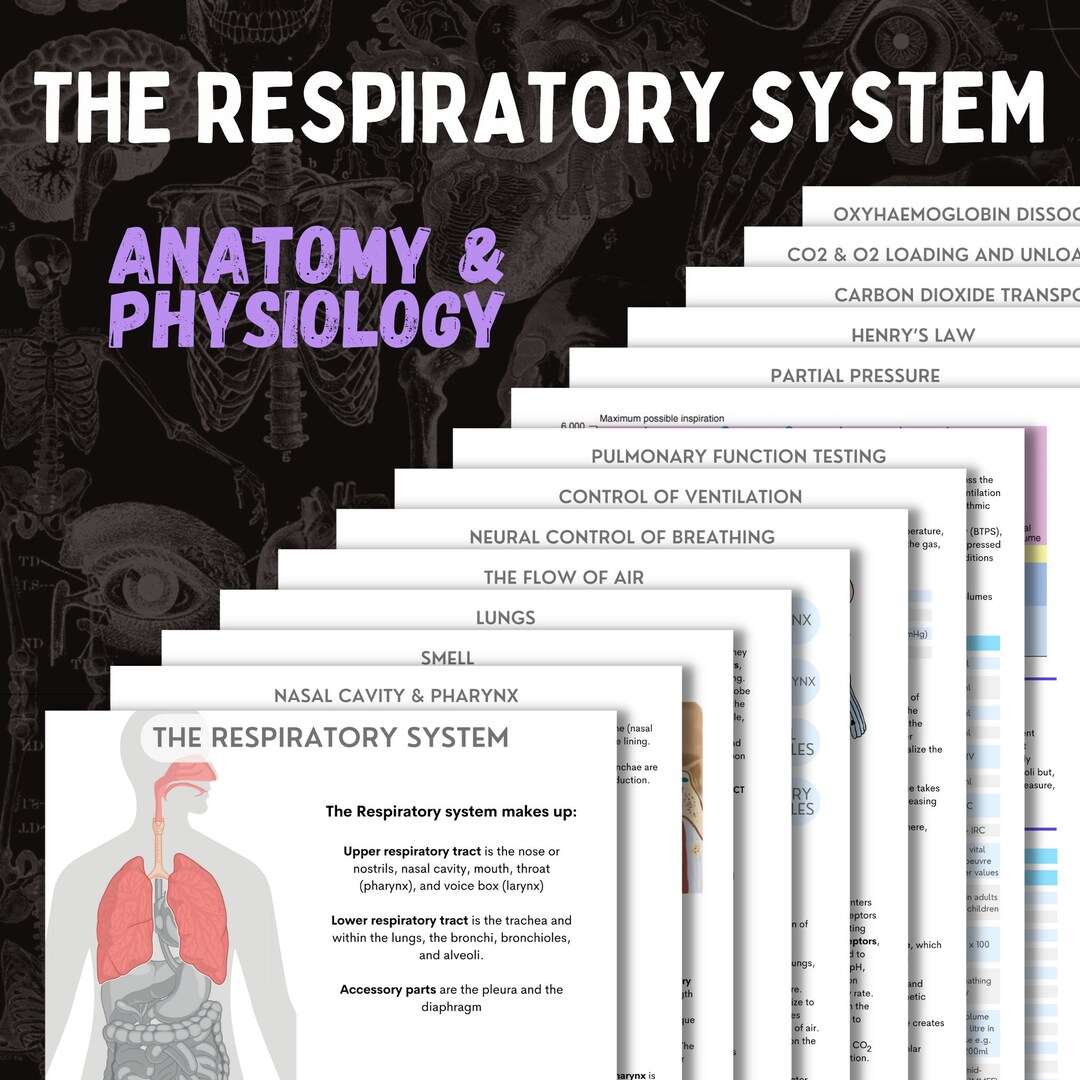 The Respiratory System | A&P | 15 Page Digital Download - Etsy