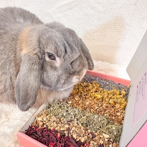 Könnte beinhalten: Ein graues Schlappohrkaninchen neben einer offenen rosa Schachtel mit getrockneten Kräutern. Die Schachtel enthält Reihen von unterschiedlich farbigen Kräutern, darunter rot, grün, gelb und lila. Das Kaninchen hat weiches graues Fell und schaut auf die Schachtel.