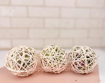 Palline di rattan imbottite per conigli / Giocattolo da masticare per conigli con erbe officinali / Giocattolo naturale per l'arricchimento ambientale dei conigli / Palla premio per conigli / Giocattolo per porcellini d'India