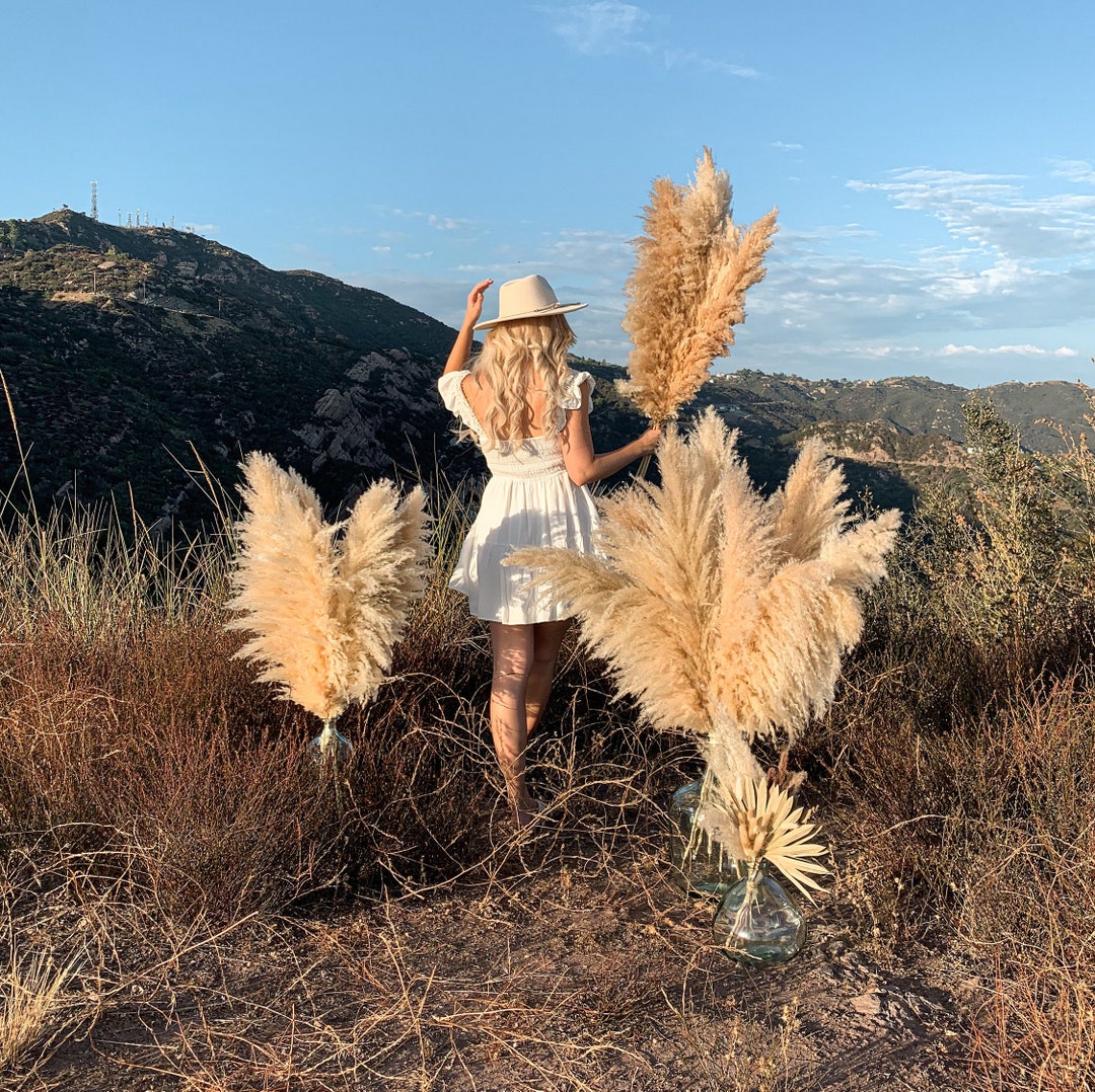 Pampas Grass Bulk 100 Stems XL Fluffy Pampas Grass, Bulk Wholesale
