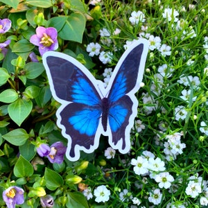 Schmetterling Sticker // Vinyl Sticker wasserfest
