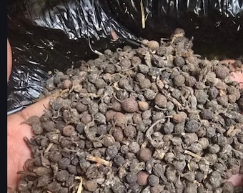 Semillas de hojas de Uziza NO APTAS PARA LA SIEMBRA - Semilla de hortaliza nigeriana, Iyere - Orgánica, totalmente natural, sin OMG