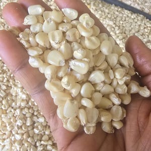 May include: A close-up shot of a hand holding a pile of white corn kernels. The kernels are a pale, creamy colour and have a slightly transparent look. More kernels are visible in the background.