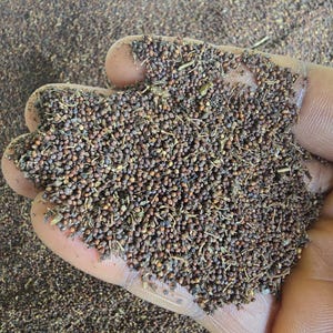 Scent leaf seeds (4g)- Nigeria vegetable seed/Effirin leaf/Organic/All Natural/No preservatives