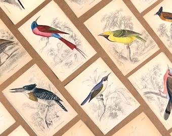 Vintage Bird Prints – Western Africa Ornithology, Set of 32 (Digital Download)