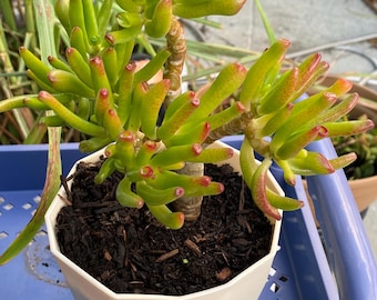 ocean spider plant Chlorophytum Comosum 'Ocean Spider Plant' in Nursery Grow Pot – Pulpy Garden main image 1