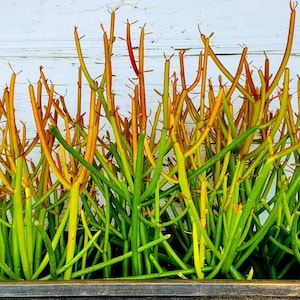 50 Cuttings of WTFiresticks Euphorbia Tirucalli Pencil Cactus Plant Lover Succulent