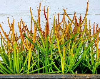 50 Cuttings of WTFiresticks Euphorbia Tirucalli Pencil Cactus Plant Lover Succulent