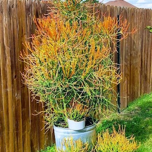 WTFirestick Pencil Cactus Plant Roots Euphorbia Tirucalli Sticks on Fire Plant Lover Succulent Gift