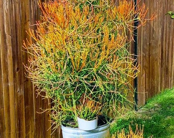 WTFirestick Pencil Cactus Plant Roots Euphorbia Tirucalli Sticks on Fire Plant Lover Succulent Gift