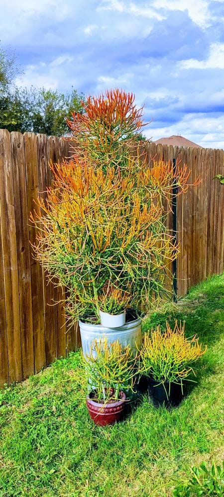 Wtfirestick Pencil Cactus Plant Roots Euphorbia Tirucalli Sticks on Fire  Plant Lover Succulent Gift - Etsy Israel