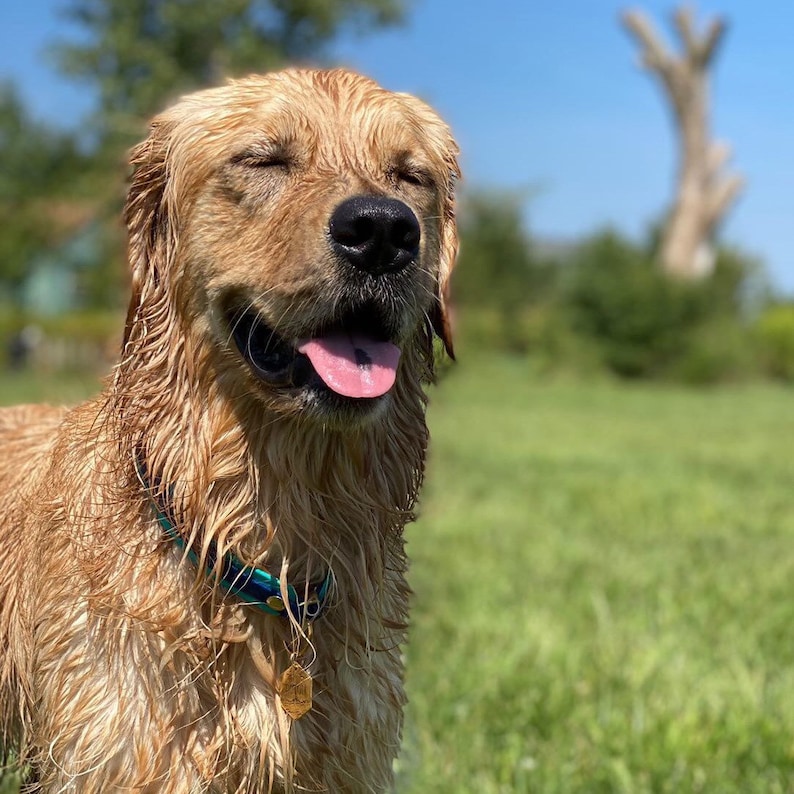 May include: A golden retriever dog with wet fur and a blue collar with a gold tag. The dog has its eyes closed and its tongue is sticking out. The dog is standing in a grassy field.