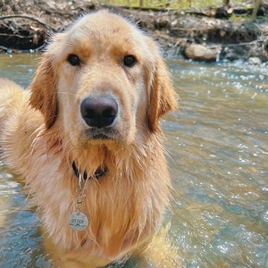 May include: A golden retriever dog with wet fur stands in a shallow stream of water. The dog is wearing a silver collar with a tag that reads "Otter".