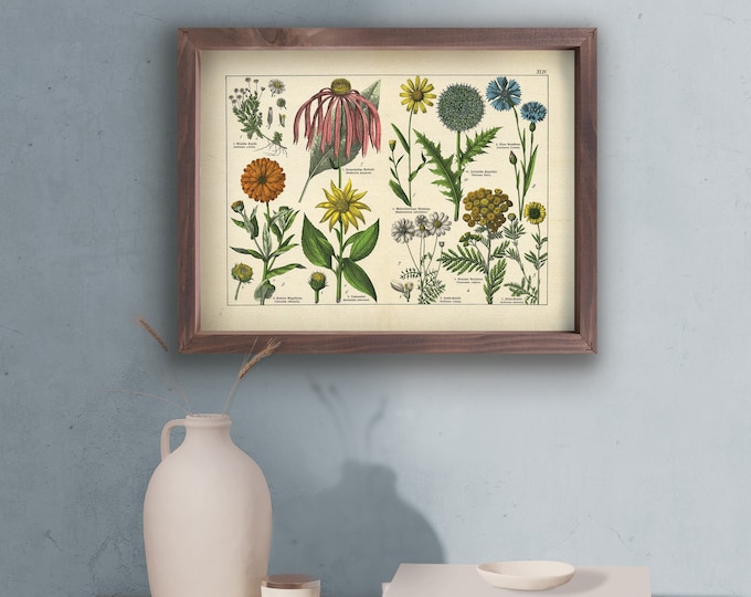 Plants Framed Art | Botanical Wildlife Print | Plant and Wild Flower Specimen Illustration | Nature Inspired Wall Decor | 17x13 Framed Sign
