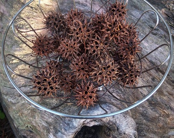 Sweet Gum Balls, Set of 25, Harvested, Air Dried, Nature's Beauty, Crafting, Terraniums, Critter Habitats, Seasonal, Creative With Nature