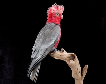 UE uniquement - Cacatoès rose/Galah/Eolophus roseicapilla récemment montés