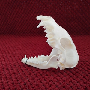 May include: A detailed, off-white canine skull with visible teeth and jawbone. The skull is positioned on a textured, deep red surface, showcasing its intricate bone structure and natural form. The skull is a natural color.
