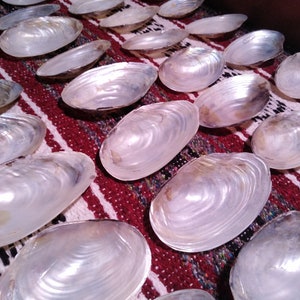May include: A collection of iridescent white seashells arranged in rows on a red and white striped fabric. The shells are smooth and have a pearlescent sheen.