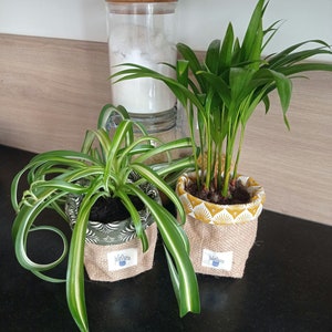 Peut inclure: Deux plantes en pot dans des pots en tissu de jute avec un motif vert et blanc et un motif jaune et blanc. Les plantes sont sur une surface noire avec un bocal en verre en arrière-plan.