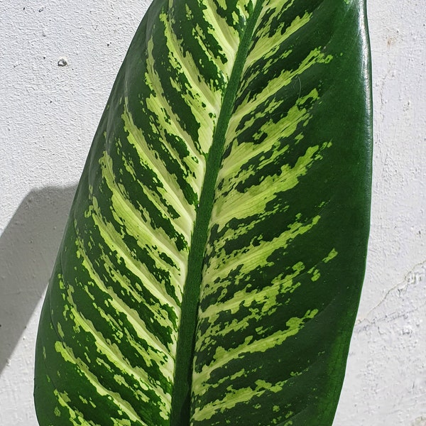 Boutures de Dieffenbachia amoena 'Tropic Snow' avec bourgeons à feuilles