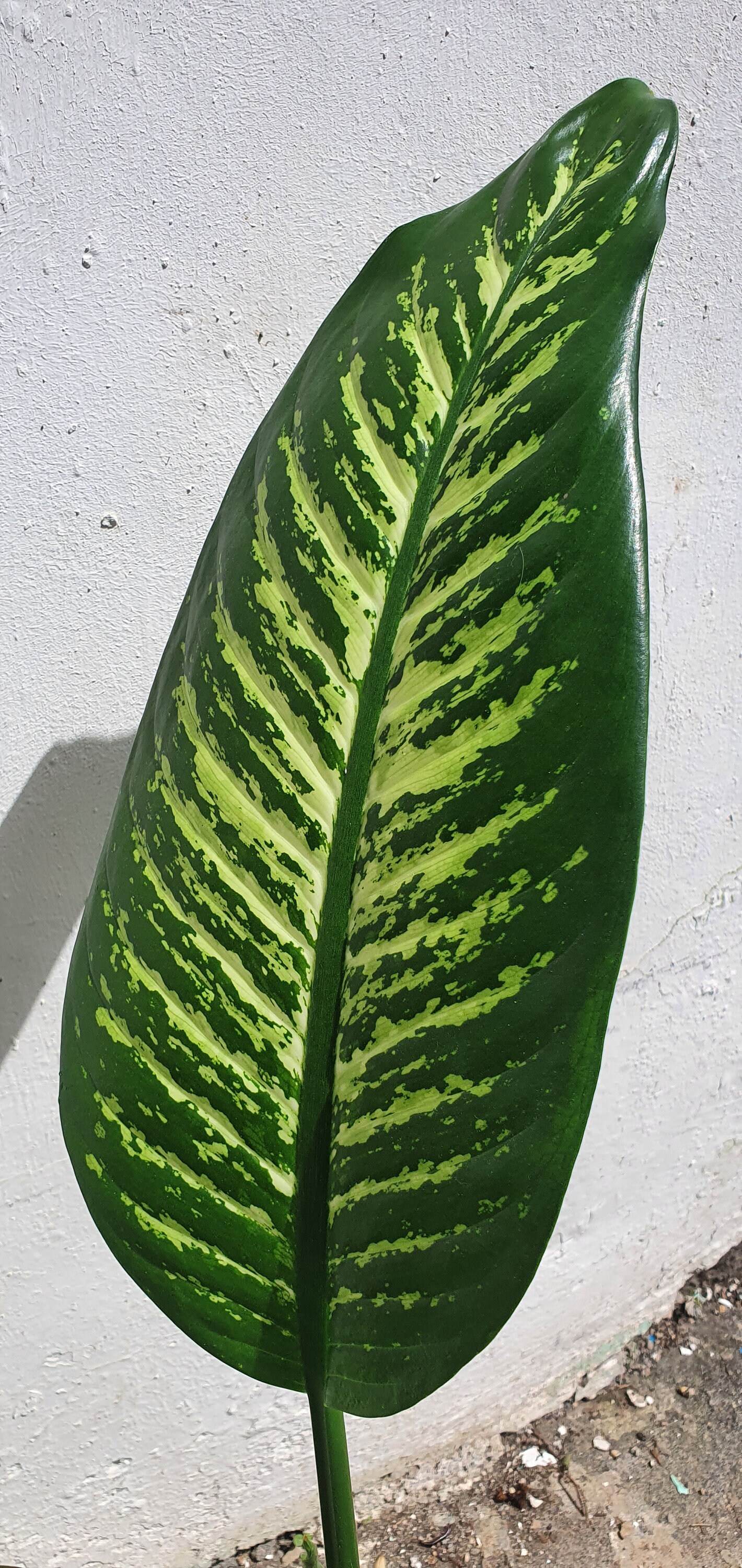 dracaena elegance Dracaena Elegance Live Plant, 4