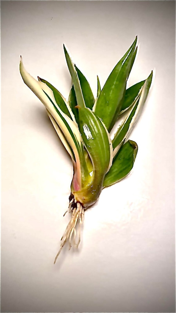 Agave Angustifolia / Karibische Agave - Etsy sterreich