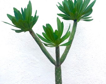 VERY RARE  rooted Kleinia Neriifolia / Canary Daisy / Verode / previously Senecio Klienia