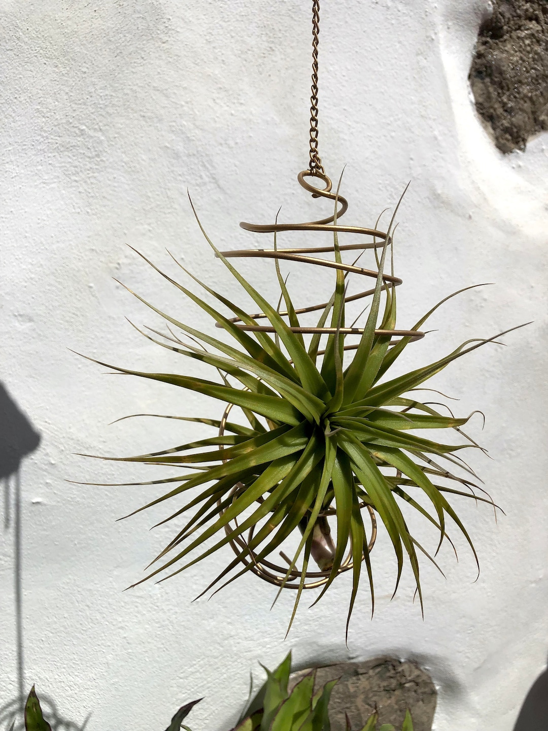 Tillandsia Ionantha Plante Aérienne Rouge - Plante Sans Terre, Facile D'Entretien, Purificatrice D'Air