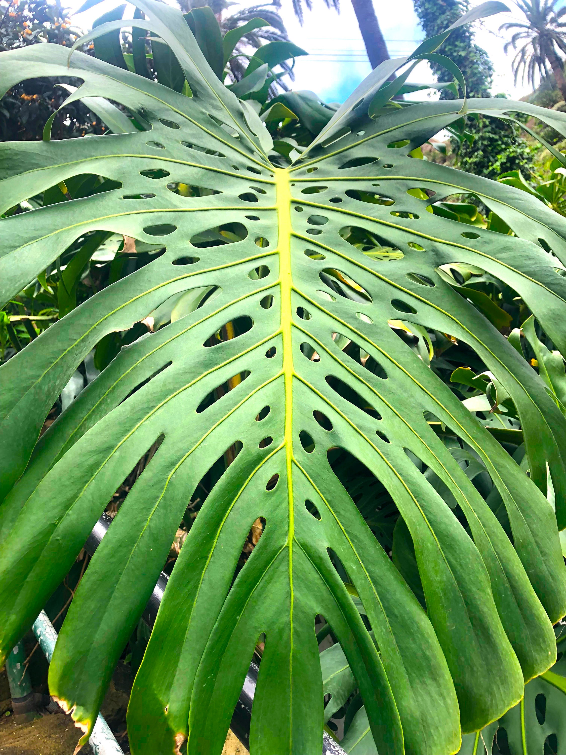 Monstera borsigiana XXL Wetsick x 2 fr Dario - Etsy.de
