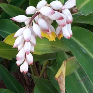 Alpinia zerumbet / Shell ginger rooted budding rhizomes