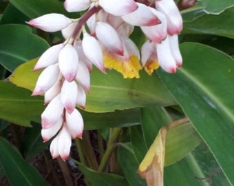 Alpinia zerumbet / Shell ginger rooted budding rhizomes