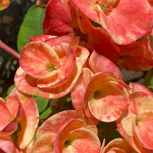 Couronne d'épines / Euphorbia milii : couleurs disponibles sur demande