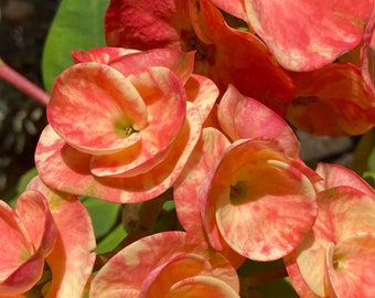 Crown of Thorns / Euphorbia Milii ask for colours available