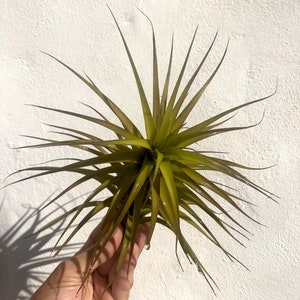 Air Plant Tillandsia Aeranthos x Bergeri. small image 4