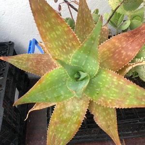 Aloe maculata - Etsy 日本
