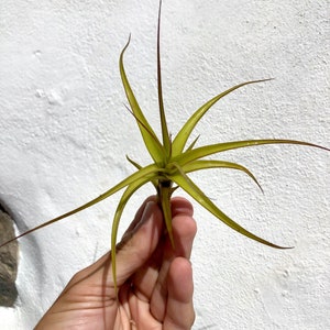 Air Plant Tillandsia Aeranthos x Bergeri. small image 2