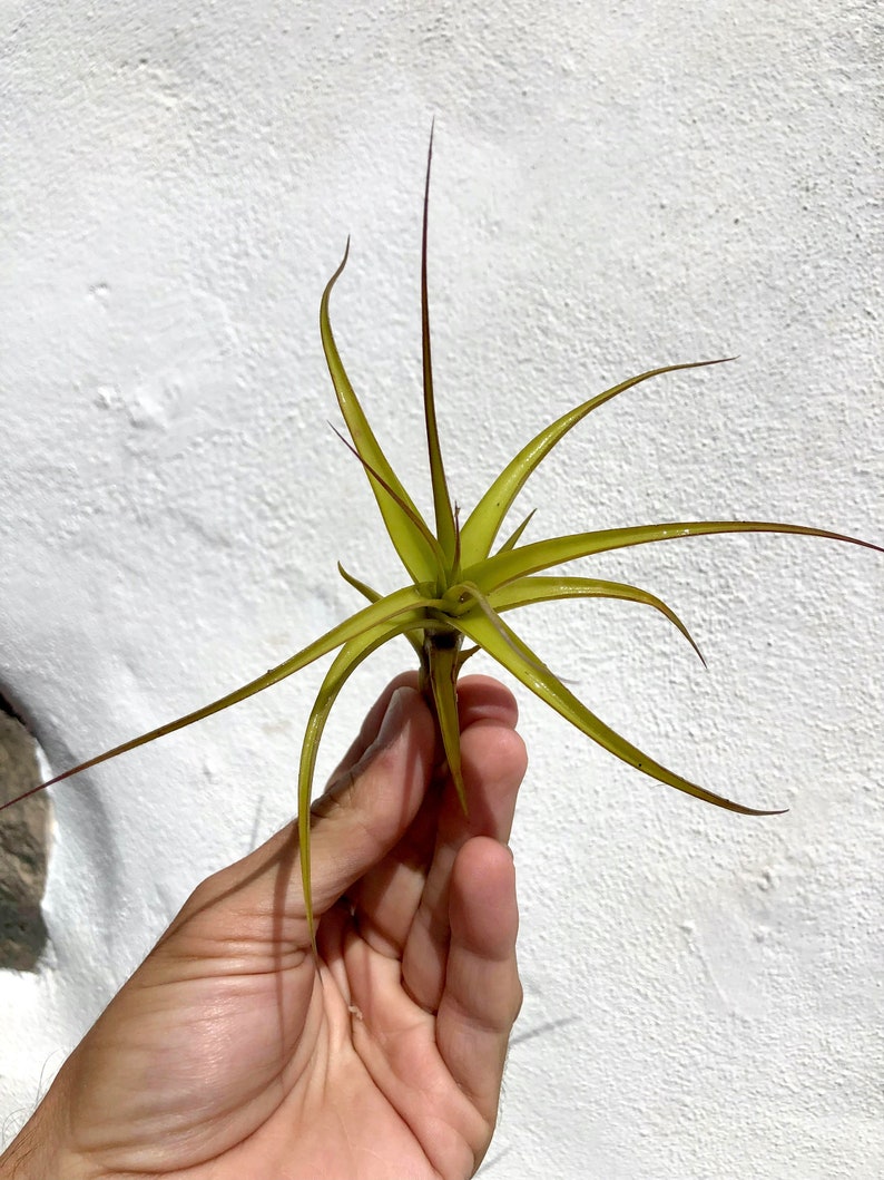 Air Plant Tillandsia Aeranthos x Bergeri. small image 2